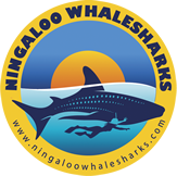 ningaloowhalesharks